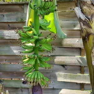 Dwarf Cavendish Banana Tree Live Plant - Musa acuminata - 8-10 in Tall - Indoor/Outdoor - Image 3