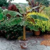 Dwarf Cavendish Banana Tree Live Plant - Musa acuminata - 8-10 in Tall - Indoor/Outdoor - Image 1