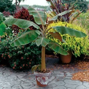 Dwarf Cavendish Banana Tree Live Plant - Musa acuminata - 8-10 in Tall - Indoor/Outdoor - Image 1