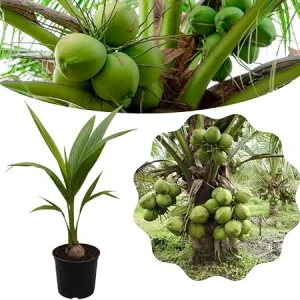Dwarf Coconut Tree Live Plant, 2-3 Feet Tall, Sweet Tropical Fruit Tree, Outdoor - Image 6