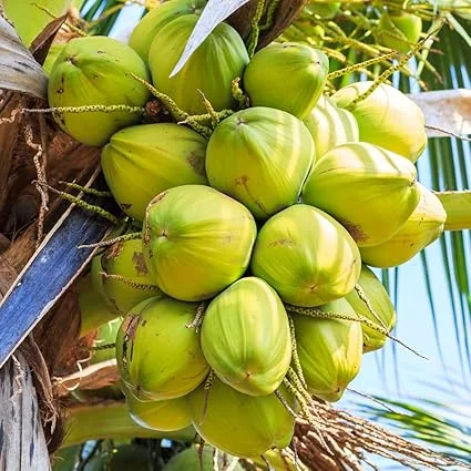 Dwarf Coconut Tree Live Plant - 2-3 Feet Tall Tropical Fruit for Indoor & Outdoor - Image 5