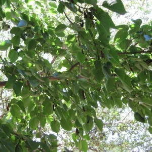 Dwarf Everbearing Mulberry Tree - Morus nigra Live Plant - Edible Fruit - 10 Inches Tall - Image 2