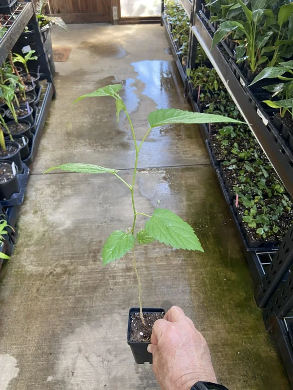 Dwarf Everbearing Mulberry Tree - Morus nigra Live Plant - Edible Fruit - 10 Inches Tall - Image 3