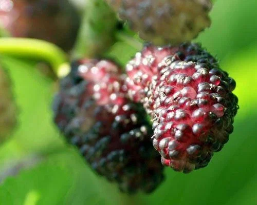 Dwarf Everbearing Mulberry Tree - Morus nigra Live Plant - Edible Fruit - 10 Inches Tall - Image 1