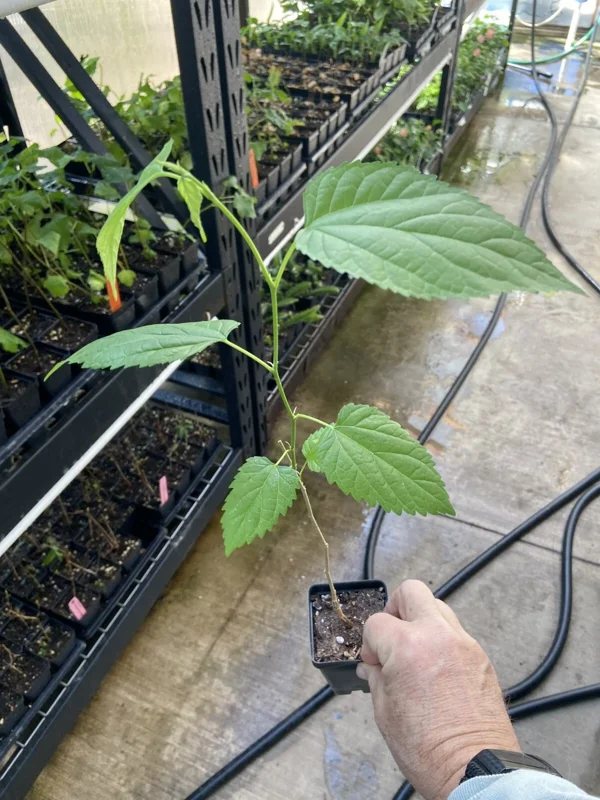 Dwarf Everbearing Mulberry Tree - Morus nigra Live Plant - Edible Fruit - 10 Inches Tall - Image 4