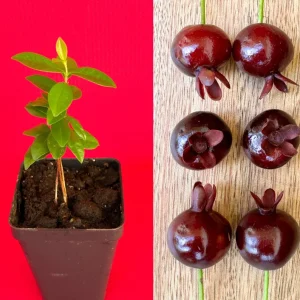 Dwarf Grumichama Live Plant - Eugenia itaguehiensis Cherry Tree Starter - 5-7 inch tall - Image 1