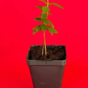 Dwarf Grumichama Live Plant - Eugenia itaguehiensis Cherry Tree Starter - 5-7 inch tall - Image 2