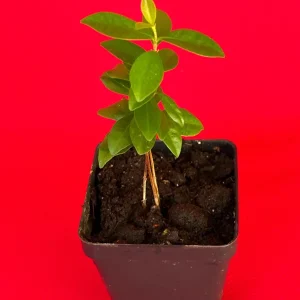 Dwarf Grumichama Live Plant - Eugenia itaguehiensis Cherry Tree Starter - 5-7 inch tall - Image 4