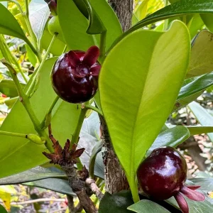 Dwarf Grumichama Live Plant - Eugenia itaguehiensis Cherry Tree Starter - 5-7 inch tall - Image 7