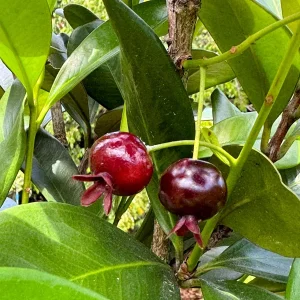 Dwarf Grumichama Live Plant - Eugenia itaguehiensis Cherry Tree Starter - 5-7 inch tall - Image 9