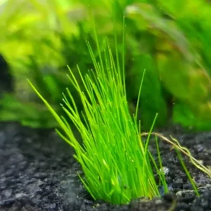 Dwarf Hair Grass Live Aquarium Plants - 14 Count, 3-6 Inch Tall - Image 6