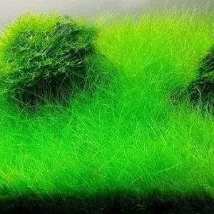 Dwarf Hairgrass Live Aquarium Plant - 21 Stems, 4-6 Inch Tall Aquatic Grass - Image 6