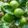Dwarf Key Lime Tree Live Plant - 5 Inch Pot - Indoor/Outdoor Citrus - Image 1