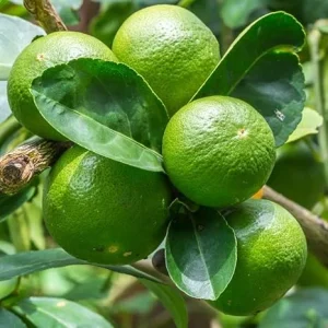 Dwarf Key Lime Tree Live Plant - 5 Inch Pot - Indoor/Outdoor Citrus - Image 1