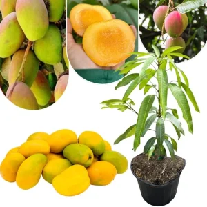 Dwarf Mango Tree Live Plant, 3 Gallon Pot, Tropical Fruit Tree for Indoor/Outdoor - Image 6