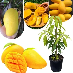 Dwarf Mango Tree Live Plant, 3 Gallon Pot, Tropical Fruit Tree for Indoor/Outdoor - Image 7