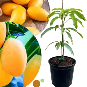 Dwarf Mango Tree Live Plant - Grafted, 3 Gallon Pot, Fast Growing Tropical Fruit Tree - Image 10