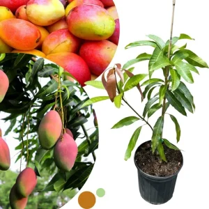 Dwarf Mango Tree Live Plant - Grafted, 3 Gallon Pot, Fast Growing Tropical Fruit Tree - Image 5