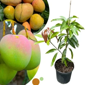 Dwarf Mango Tree Live Plant - Grafted, 3 Gallon Pot, Fast Growing Tropical Fruit Tree - Image 8