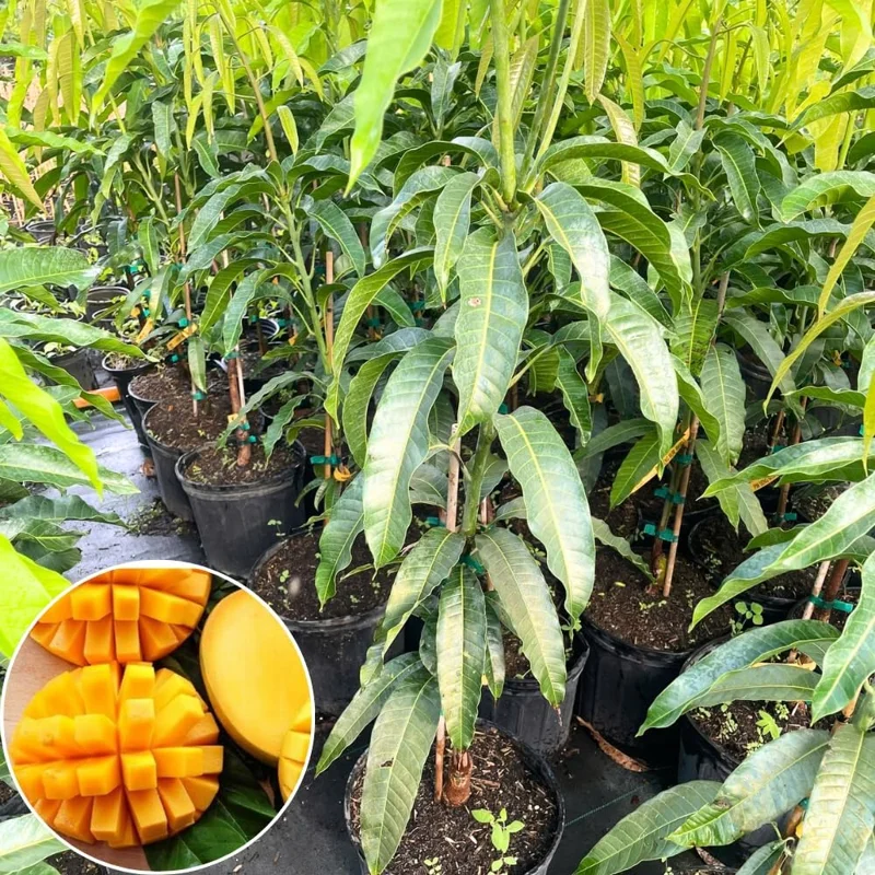 Dwarf Mango Tree Live Plant – Grafted Tropical Fruit Tree in 3 Gallon Pot - Image 2