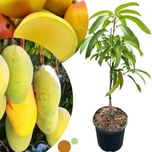 Dwarf Mango Tree Live Plant – Grafted Tropical Fruit Tree in 3 Gallon Pot - Image 3