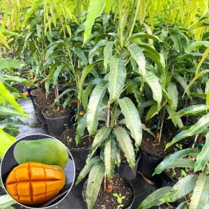 Dwarf Mango Tree Live Plant – Grafted Tropical Fruit Tree in 3 Gallon Pot - Image 4