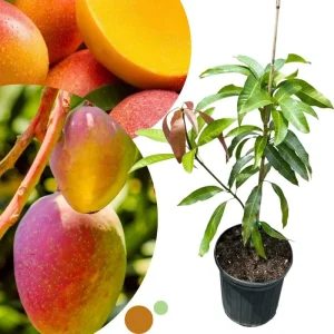 Dwarf Mango Tree Live Plant – Grafted Tropical Fruit Tree in 3 Gallon Pot - Image 6