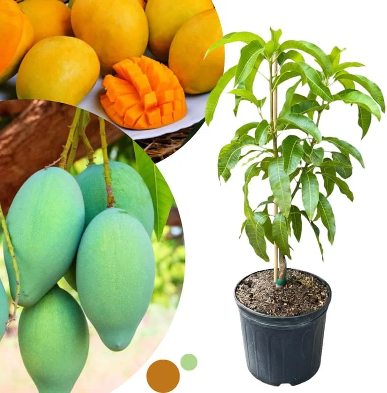 Dwarf Mango Tree Live Plant – Grafted Tropical Fruit Tree in 3 Gallon Pot - Image 1