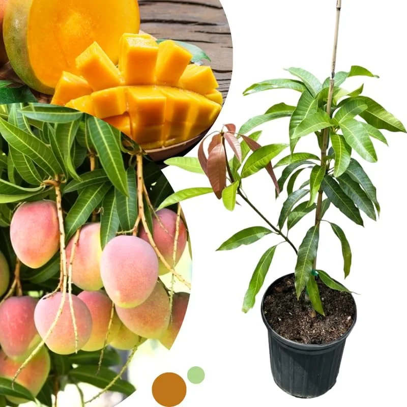 Dwarf Mango Tree Live Plant – Grafted Tropical Fruit Tree in 3 Gallon Pot - Image 7