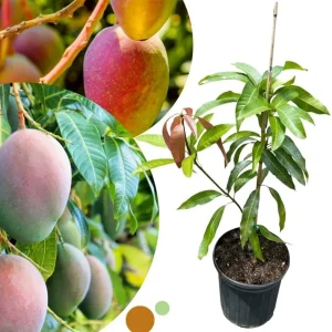 Dwarf Mango Tree Live Plant – Grafted Tropical Fruit Tree in 3 Gallon Pot - Image 9