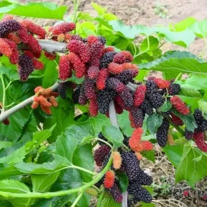 Dwarf Mulberry Tree Live Plants - 2 Pack, 5-9 Inches Tall, Edible Fruit - Image 4