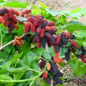 Dwarf Mulberry Tree Live Plants - 2 Pack, 5-9 Inches Tall, Edible Fruit - Image 5