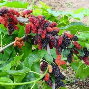 Dwarf Mulberry Tree Live Plants - 2 Pack, 5-9 Inches Tall, Edible Fruit - Image 6