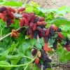 Dwarf Mulberry Tree Live Plants - 2 Pack, 5-9 Inches Tall, Edible Fruit - Image 1