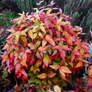 Dwarf Nandina Live Shrub - Ornamental Plant for Gardens - 4 Inch Pot - Image 2