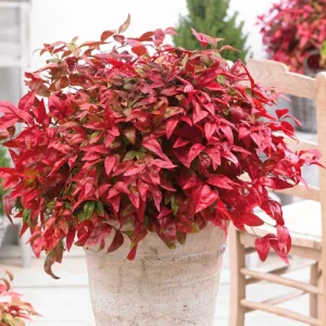 Dwarf Nandina Live Shrub - Ornamental Plant for Gardens - 4 Inch Pot - Image 1