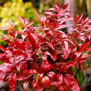 Dwarf Nandina Shrub Live Plant - Ornamental Red Foliage, 2.5 Inch Pot, Outdoor - Image 7