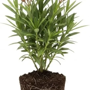 Dwarf Salmon Oleander Live Plant 5 to 7 Inches Tall, Flowering Shrub, Outdoor - Image 2