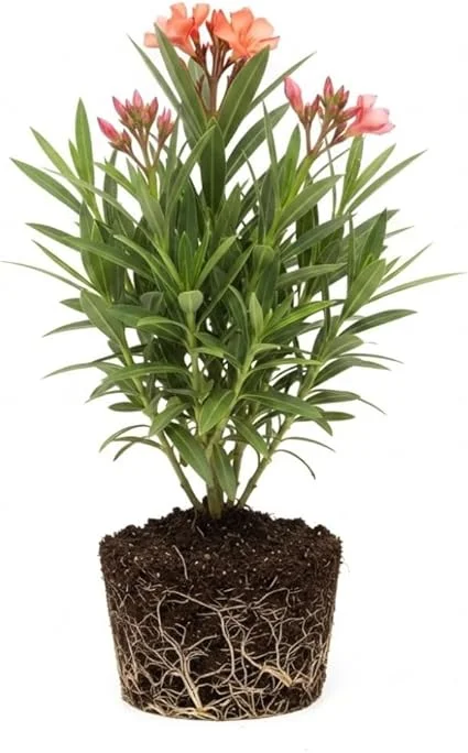 Dwarf Salmon Oleander Live Plant 5 to 7 Inches Tall, Flowering Shrub, Outdoor - Image 2