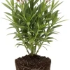 Dwarf Salmon Oleander Live Plant 5 to 7 Inches Tall, Flowering Shrub, Outdoor - Image 1