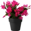 Easter Cactus Live Plant, 4-8'' Tall, Red Blooms, Indoor/Outdoor - Image 1