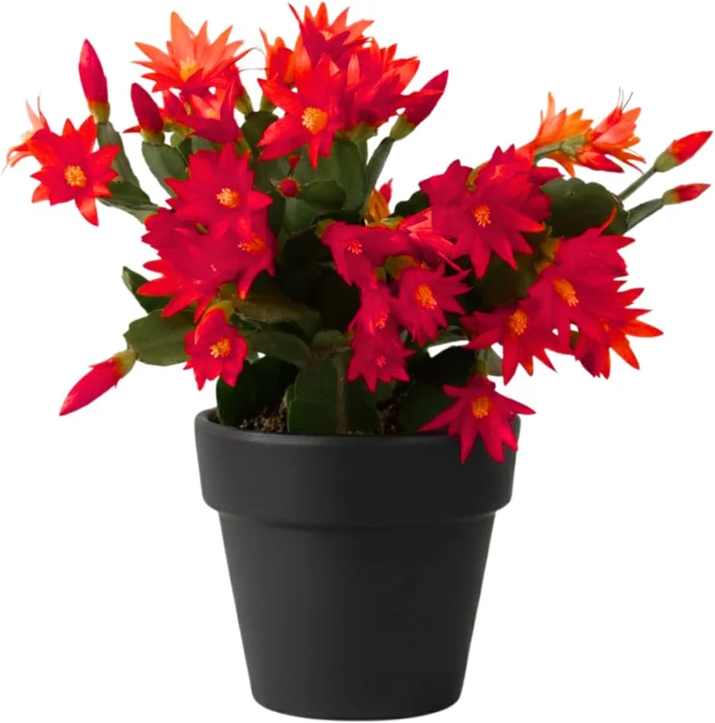 Easter Cactus Live Plant, 4-8'' Tall, Red Blooms, Indoor/Outdoor - Image 2