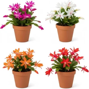 Easter Cactus Live Plant, 4-8'' Tall, Red Blooms, Indoor/Outdoor - Image 3