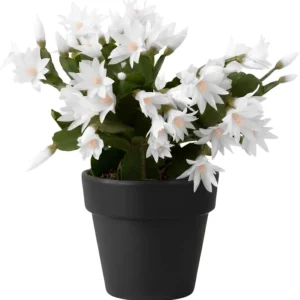 Easter Cactus Live Plant, 4-8'' Tall, Red Blooms, Indoor/Outdoor - Image 4