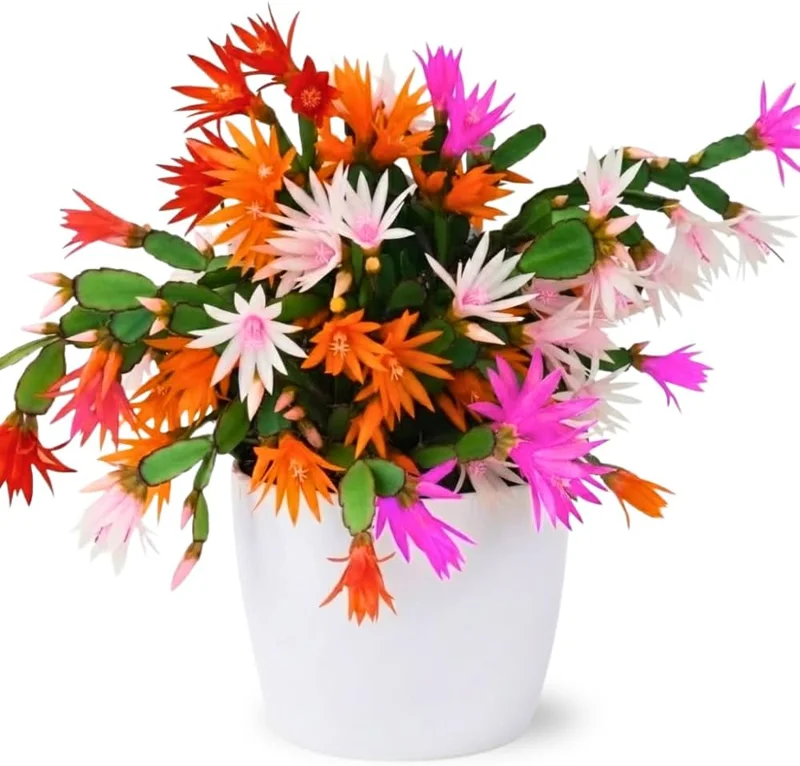 Easter Cactus Live Plant – 4-9" Tall, Rooted Flowering Succulent for Indoors & Outdoors - Image 2