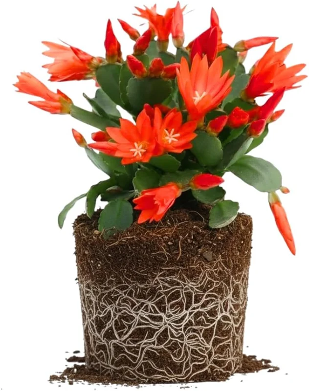 Easter Cactus Live Plant – 4-9" Tall, Rooted Flowering Succulent for Indoors & Outdoors - Image 3