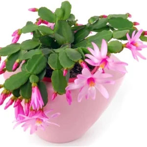 Easter Cactus Live Plant – 4-9