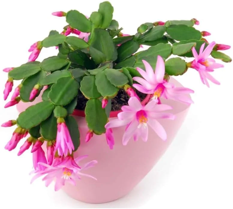 Easter Cactus Live Plant – 4-9" Tall, Rooted Flowering Succulent for Indoors & Outdoors - Image 1