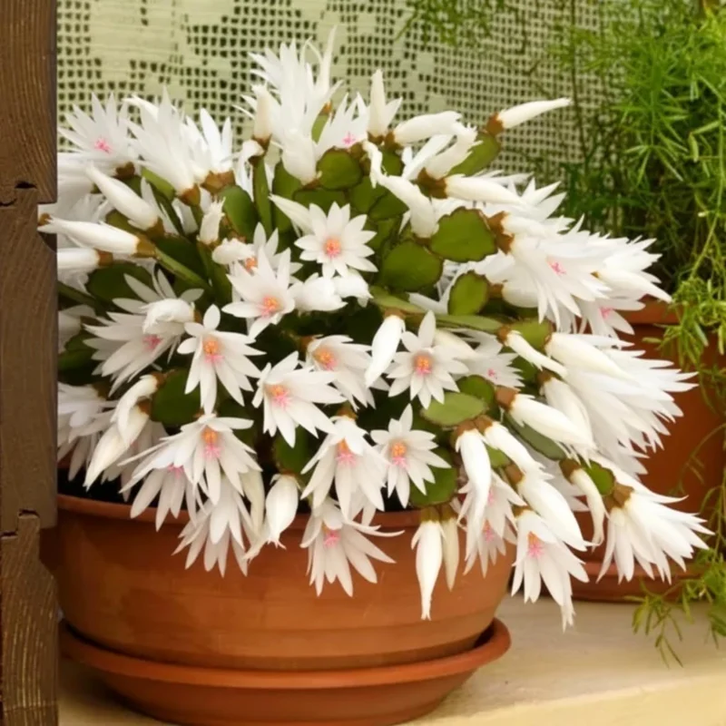 Easter Cactus Live Plant – Pink, 5-9" Tall, Bare Root – Indoor Outdoor - Image 3