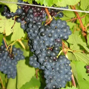 Eastern Concord Bunch Grape Vine Live Plant - 2 Year Old, Cold Hardy, Blue-Black Grapes, Outdoor - Image 2